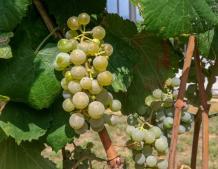 images/categorieimages/Albarino grape.jpg